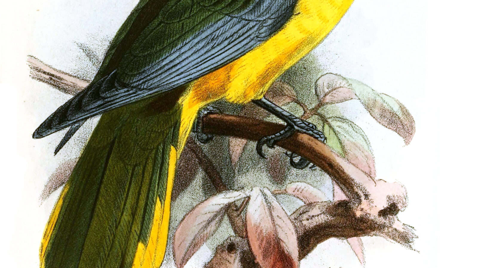 Green-headed Oriole