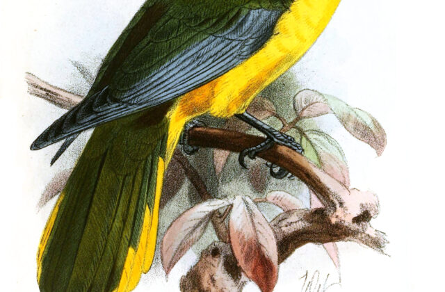 Green-headed Oriole