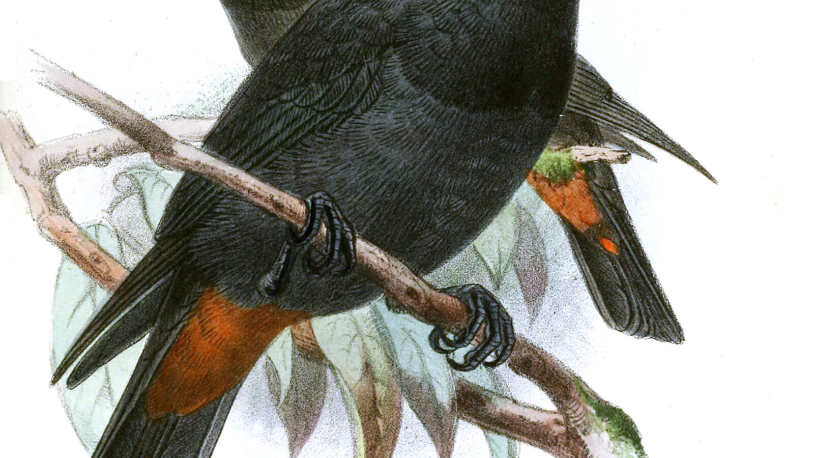 Black Oriole