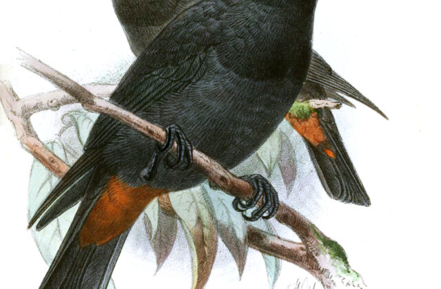 Black Oriole