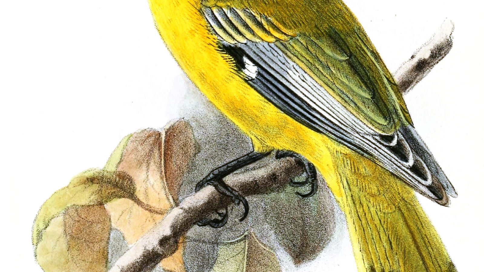 Ethiopian Oriole