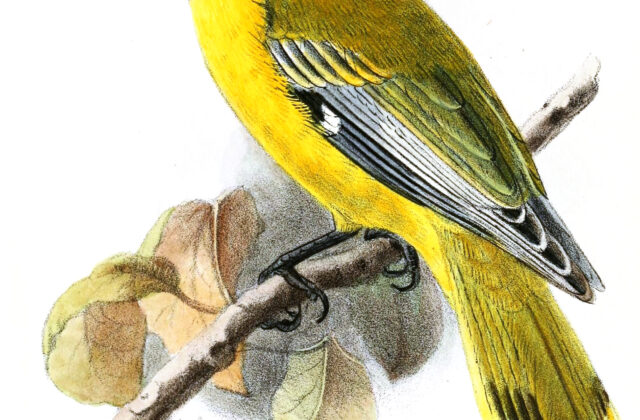 Ethiopian Oriole