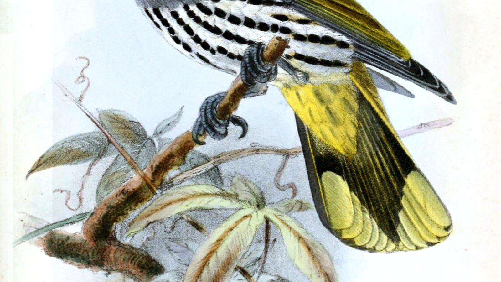 Philippine Oriole
