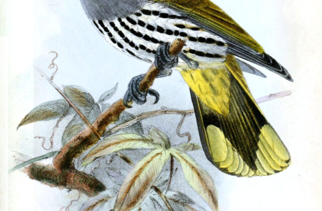 Philippine Oriole