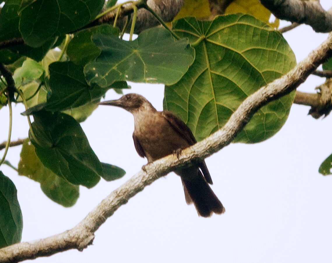 Black-eared Oriole