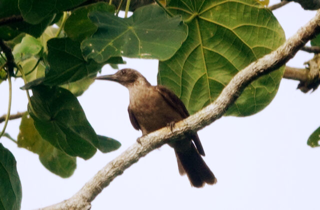 Black-eared Oriole