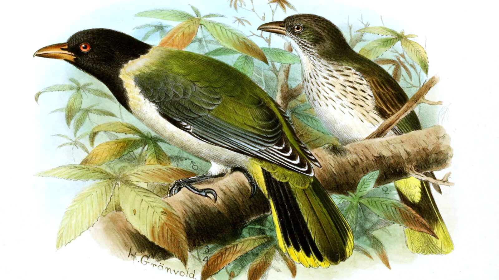 Sao Tome Oriole