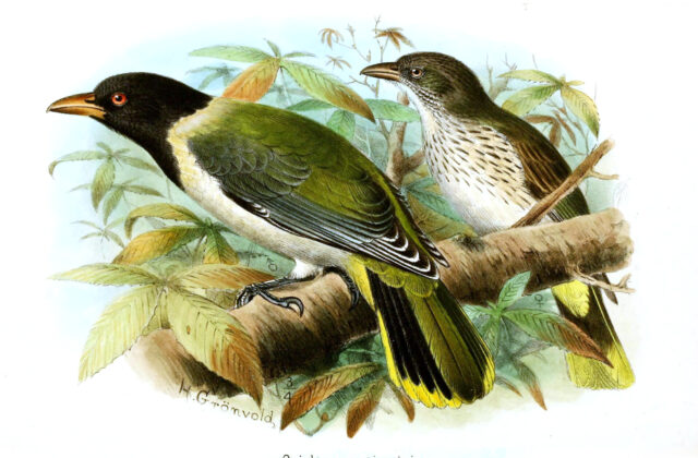 Sao Tome Oriole