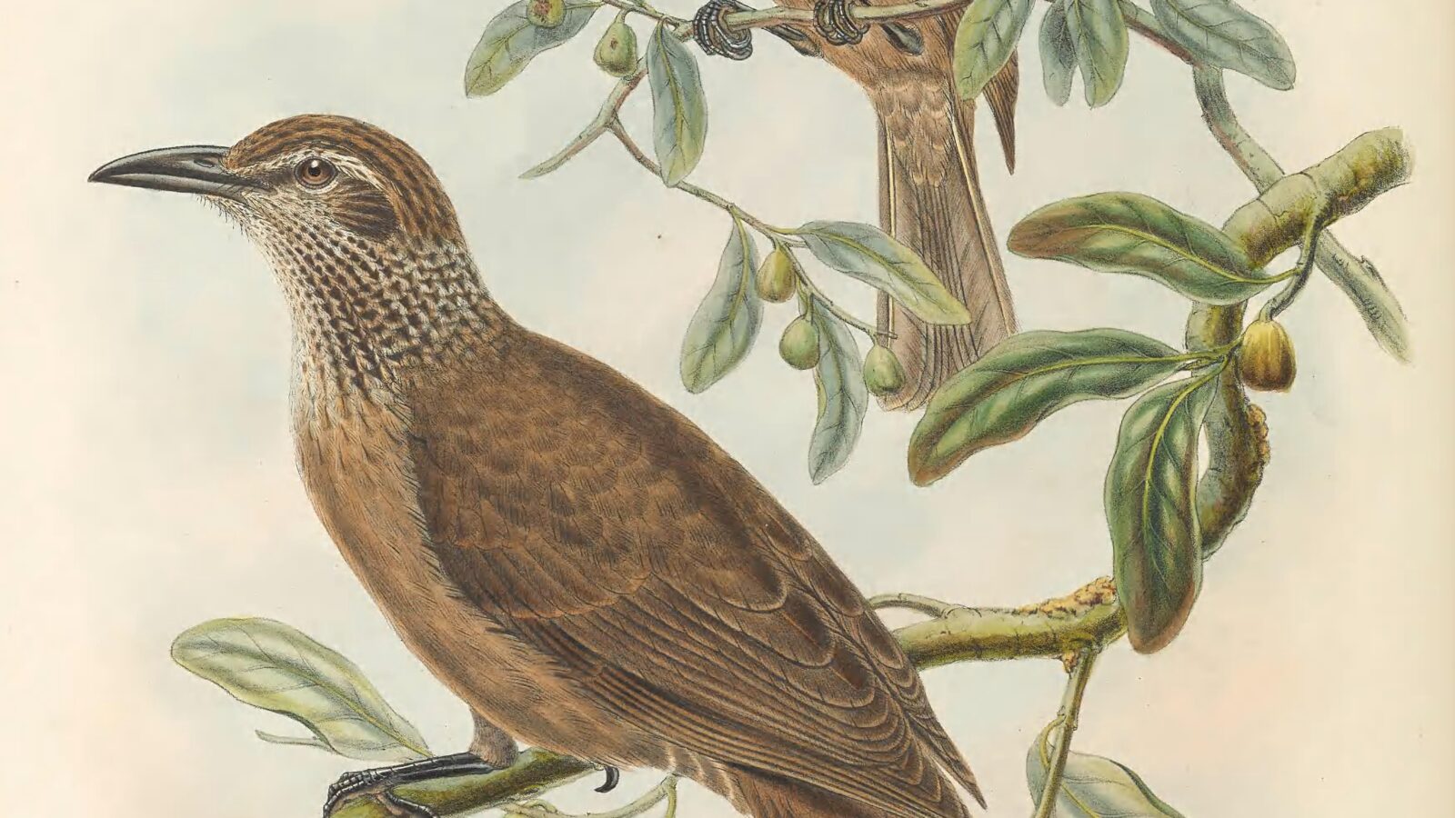 Tanimbar Oriole