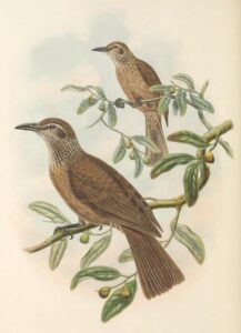 Tanimbar Oriole