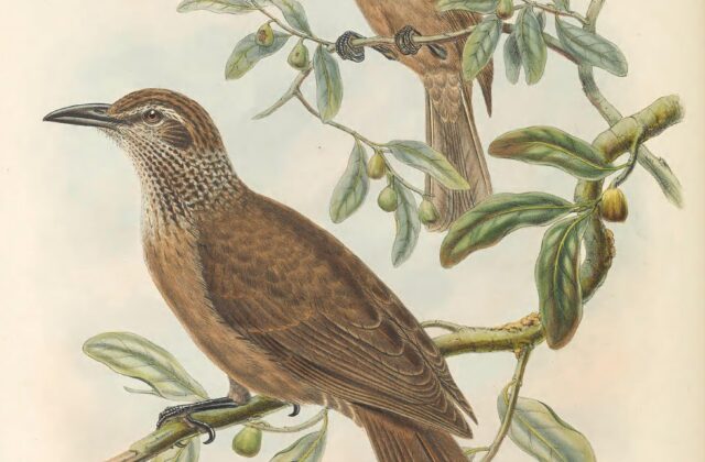 Tanimbar Oriole