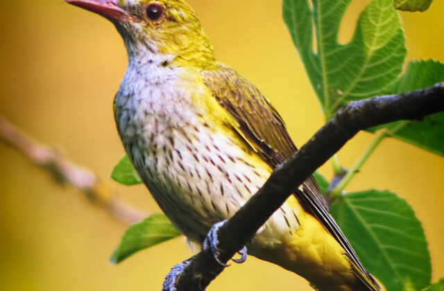 Eurasian Golden Oriole