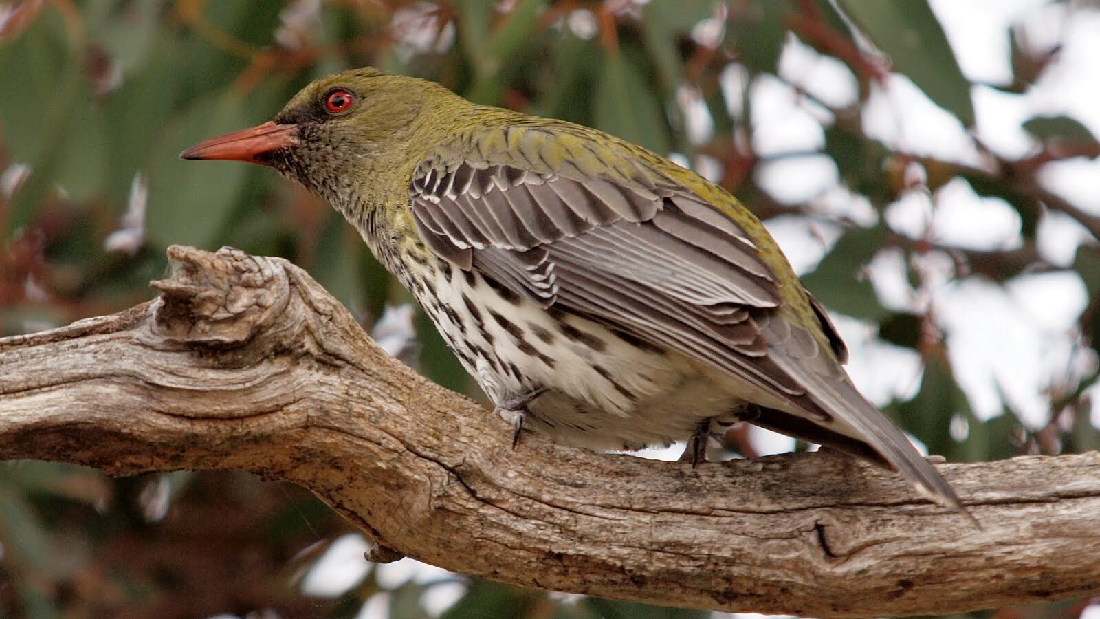 Olive-backed Oriole