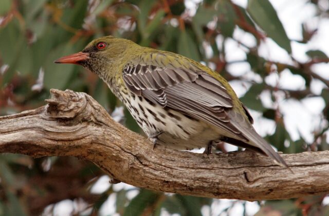 Olive-backed Oriole