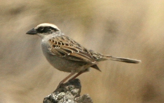 Striped Sparrow