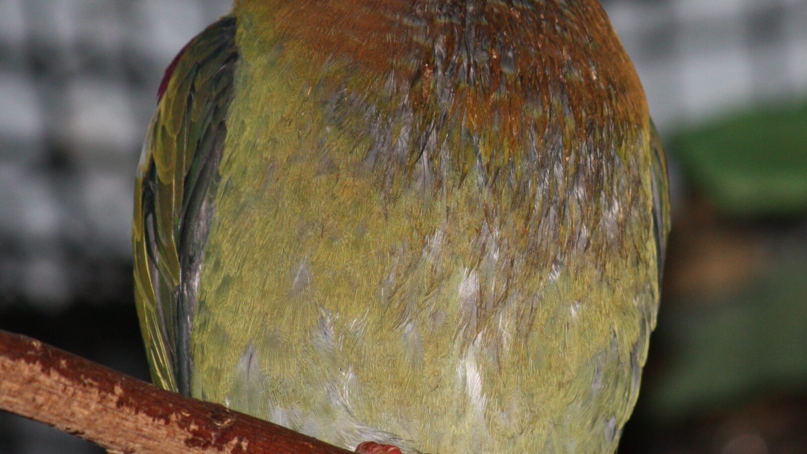 Ornate Fruit Dove