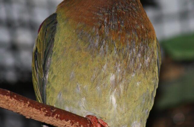 Ornate Fruit Dove