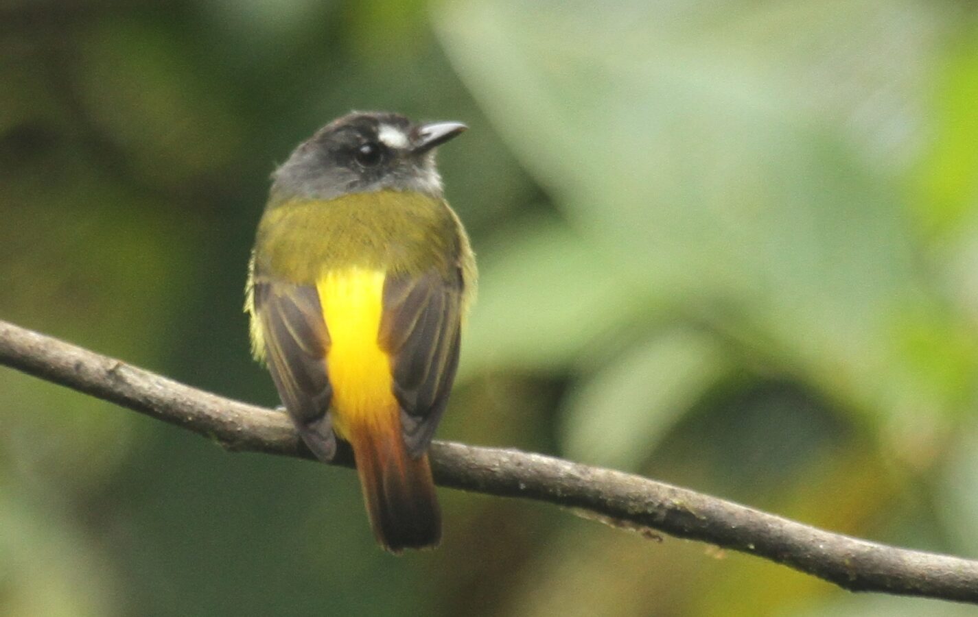 Ornate Flycatcher