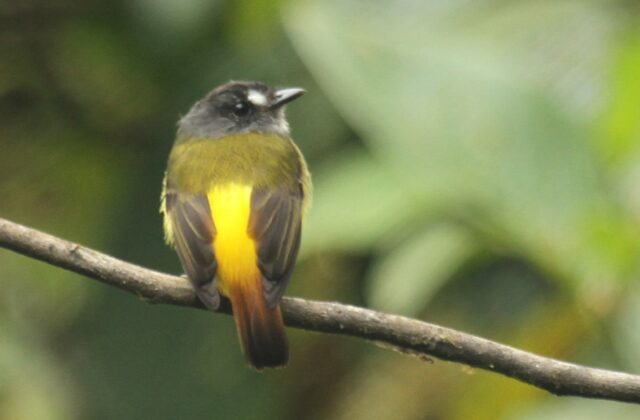 Ornate Flycatcher