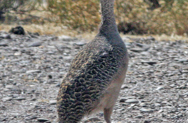 Ornate Tinamou