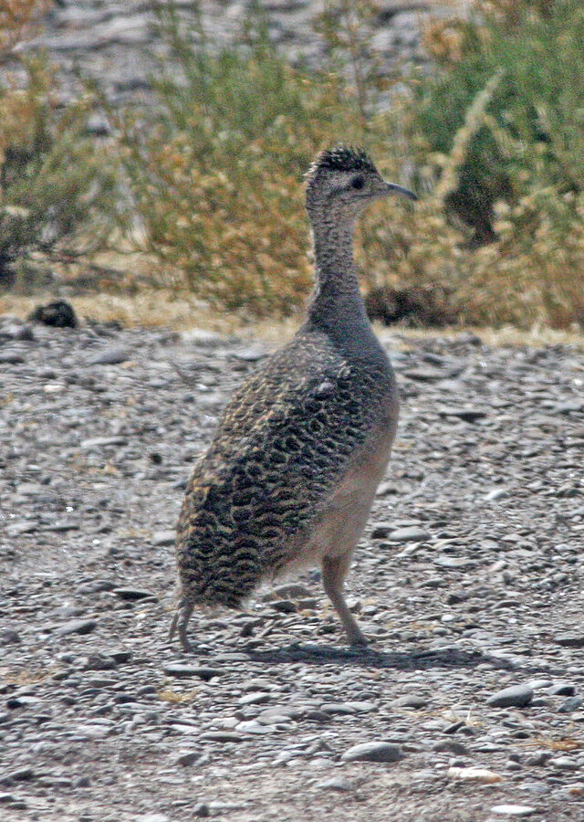 Ornate Tinamou