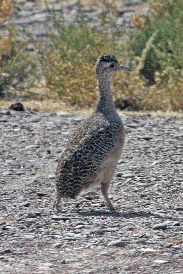 Ornate Tinamou