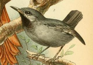 Plain-winged Antwren