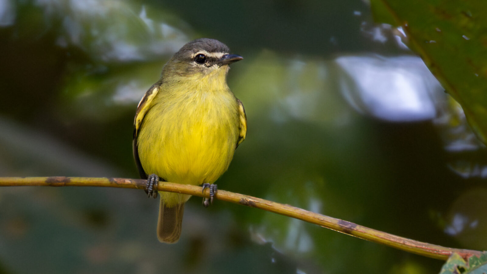 White-lored Tyrannulet