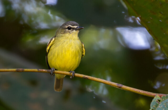White-lored Tyrannulet