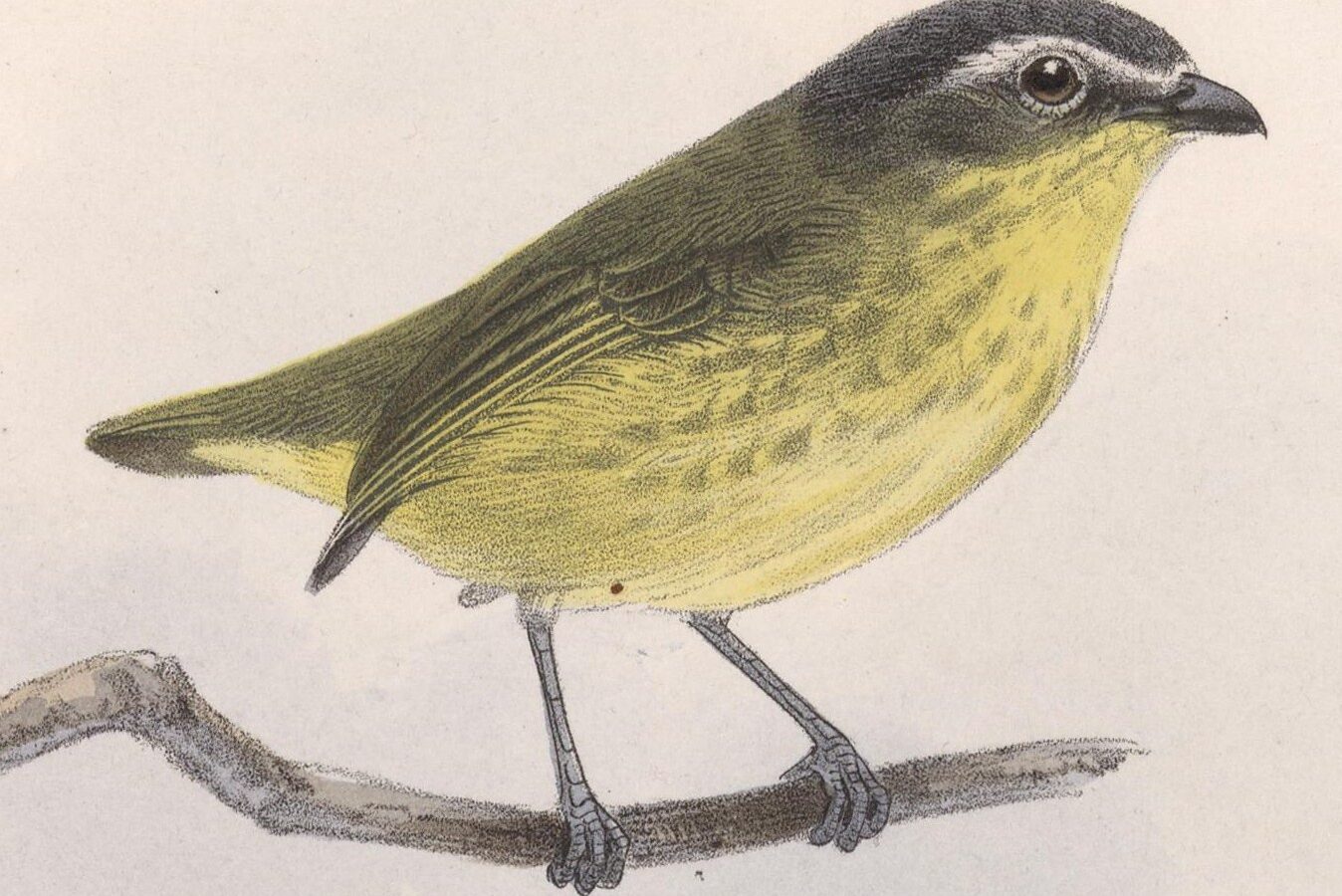 Yellow-bellied Tyrannulet