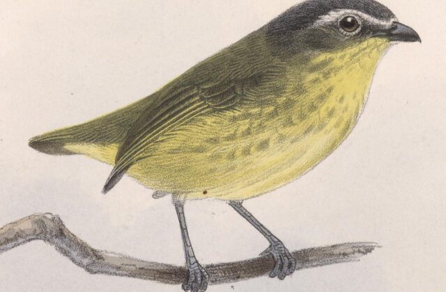 Yellow-bellied Tyrannulet