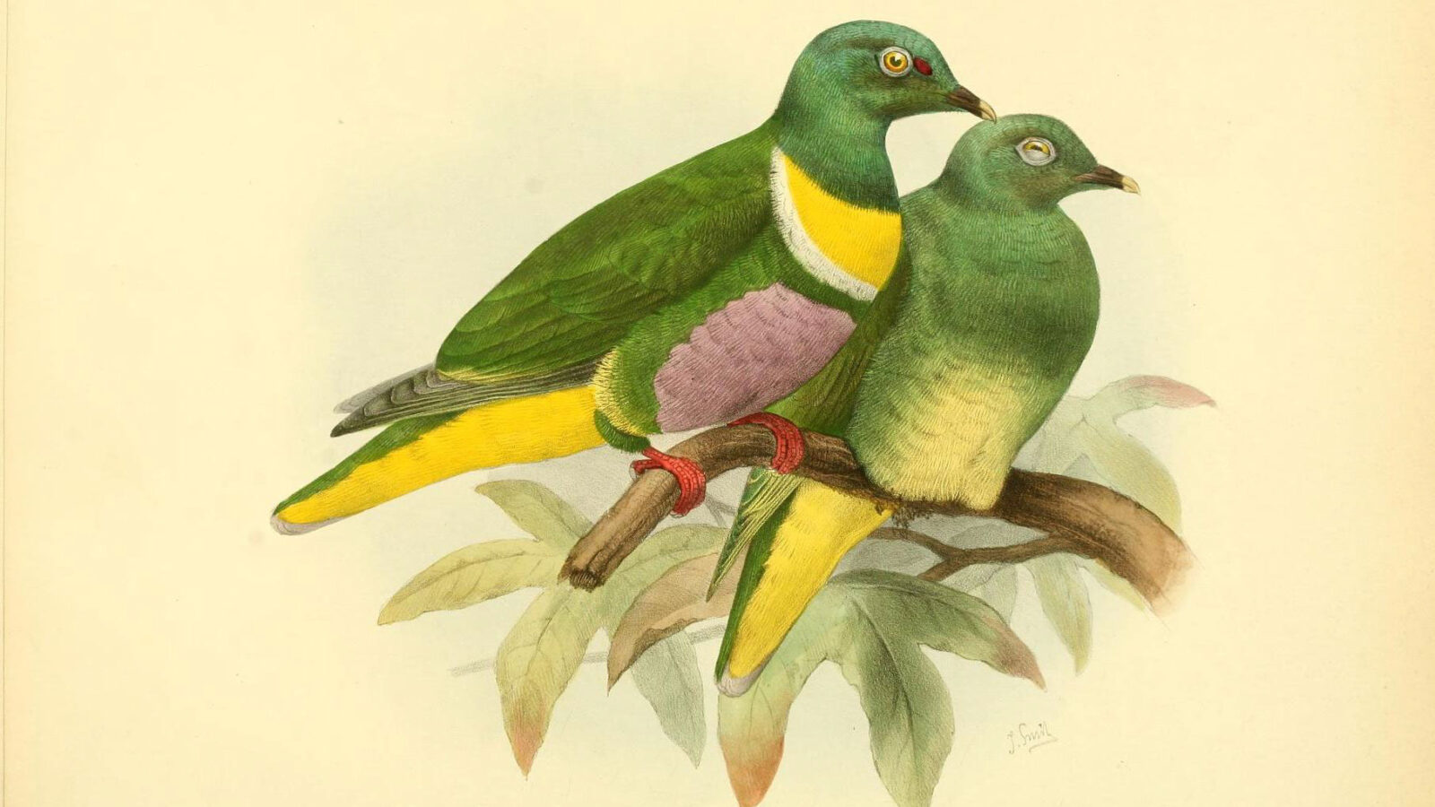 Geelvink Fruit Dove