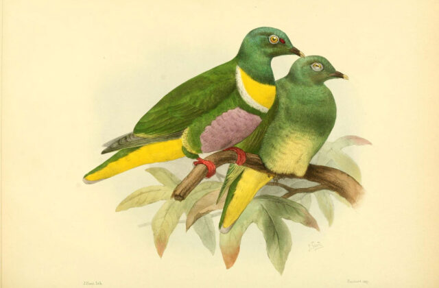 Geelvink Fruit Dove