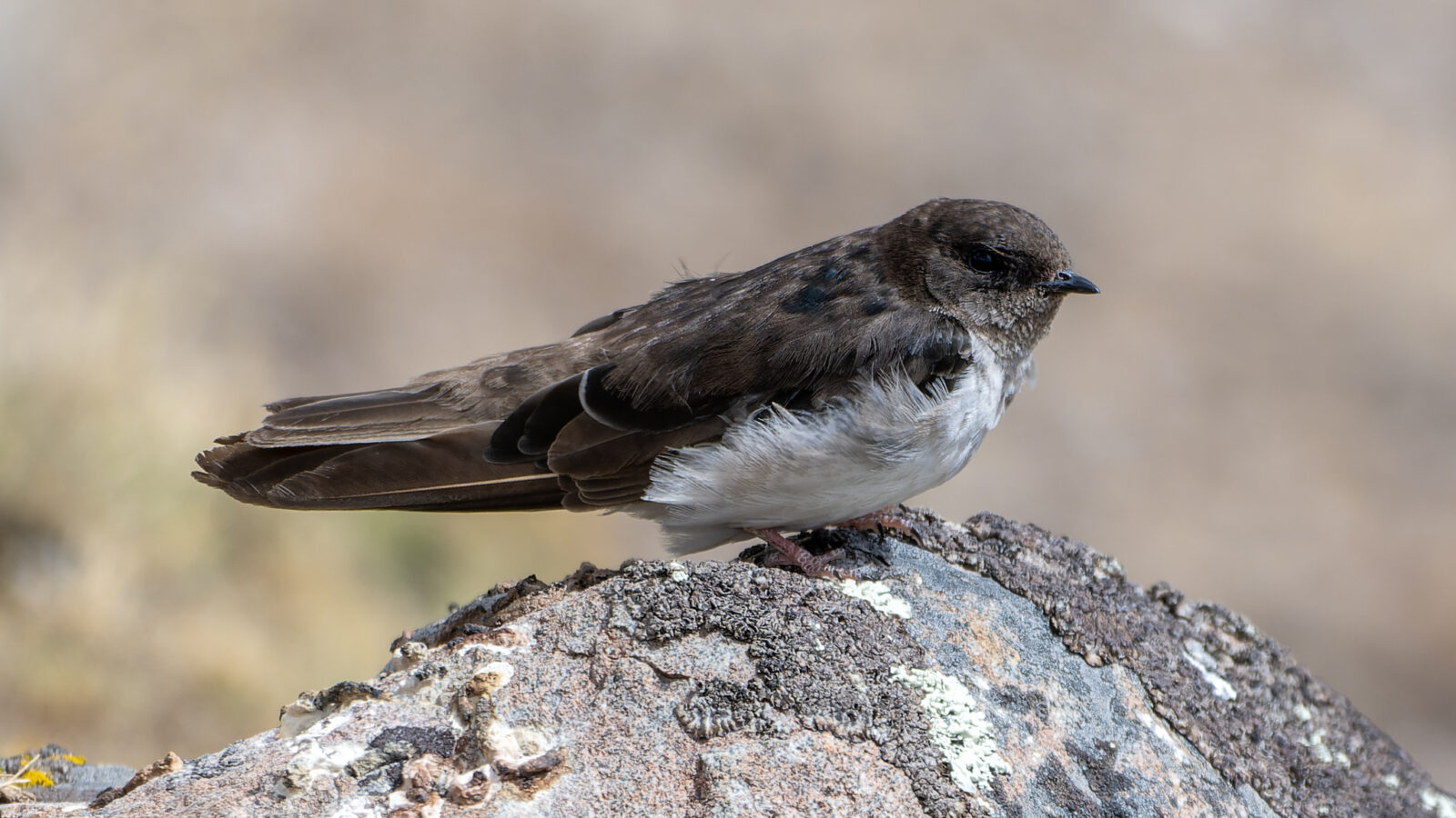 Andean Swallow