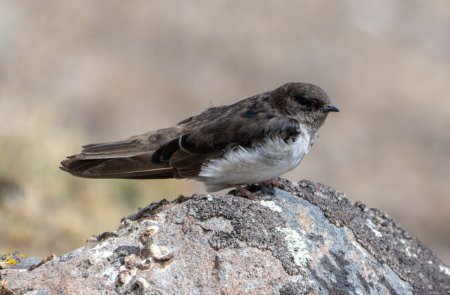 Andean Swallow