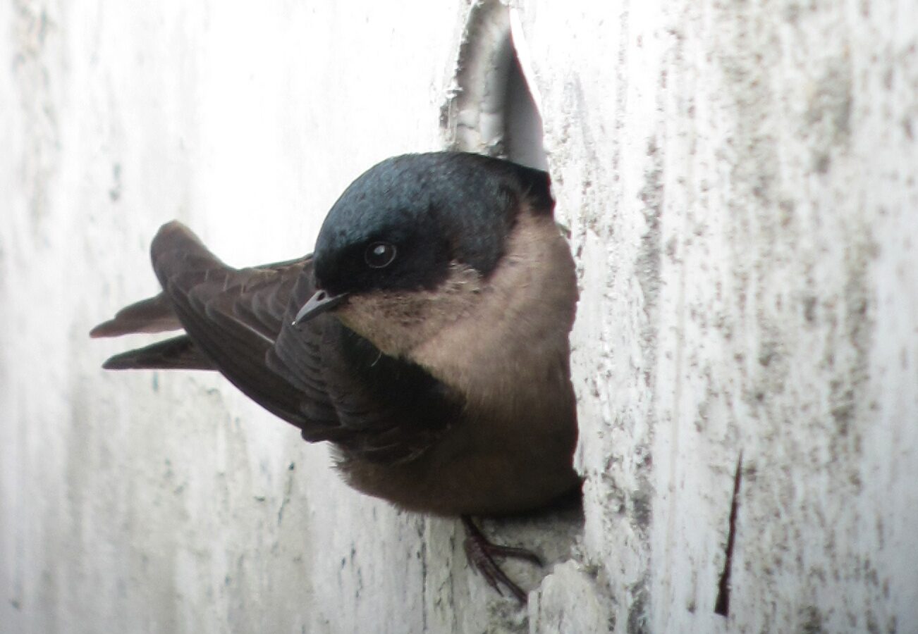 Brown-bellied Swallow