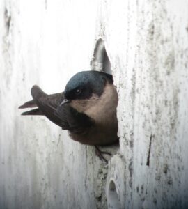 Brown-bellied Swallow