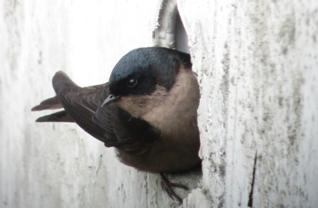 Brown-bellied Swallow