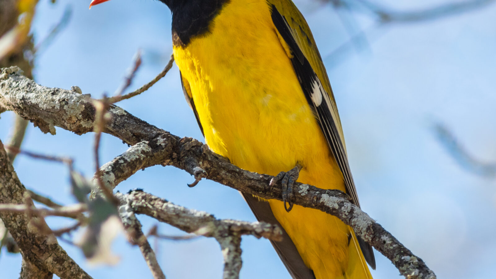 Black-headed Oriole