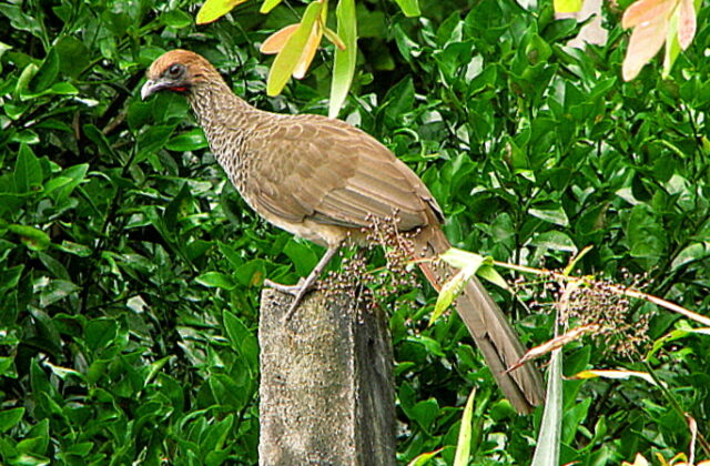 East Brazilian Chachalaca