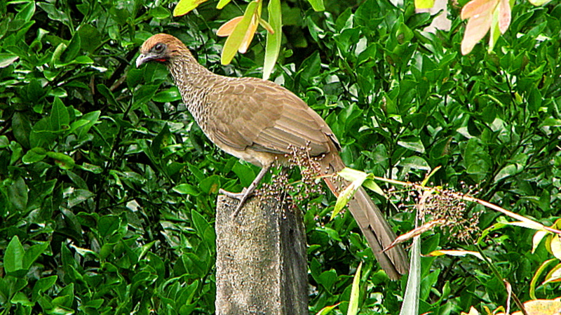 East Brazilian Chachalaca