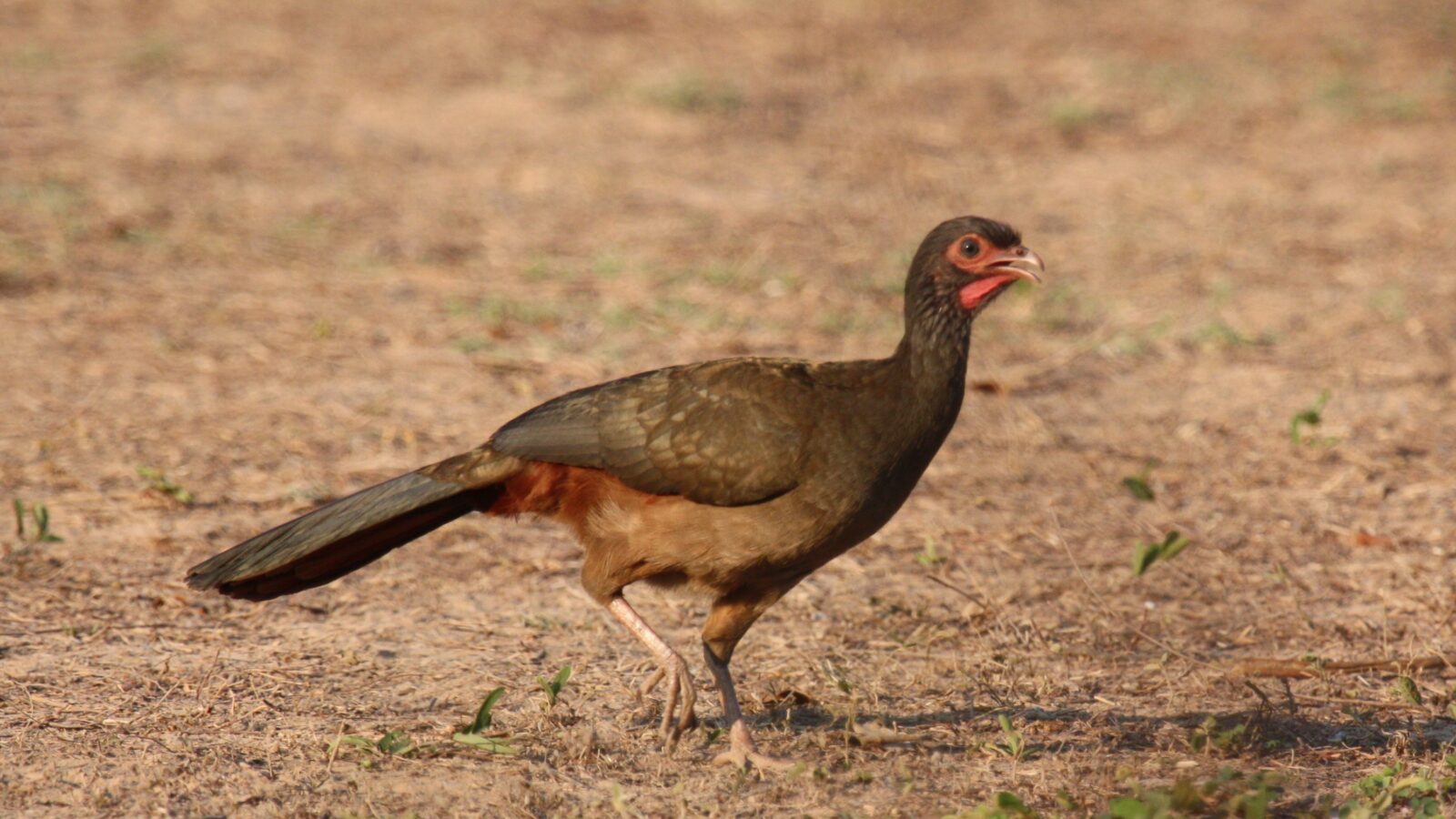 Chaco Chachalaca