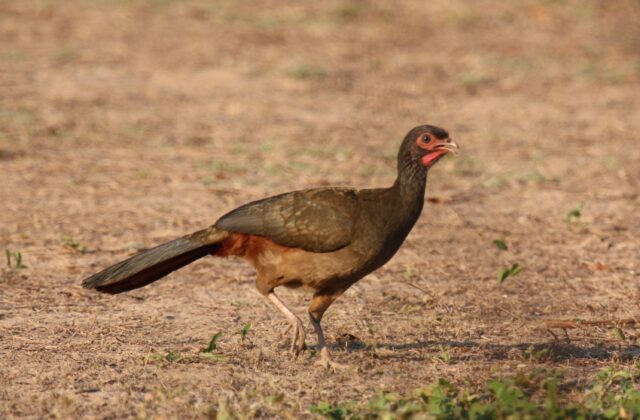 Chaco Chachalaca
