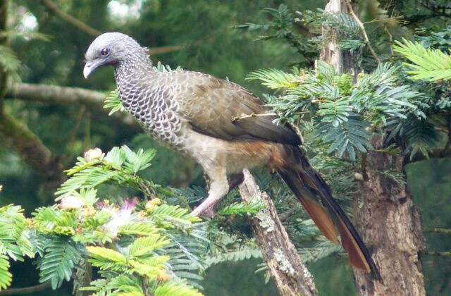 Colombian Chachalaca