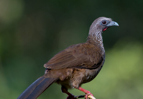 Speckled Chachalaca