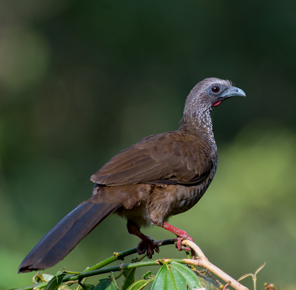 Speckled Chachalaca