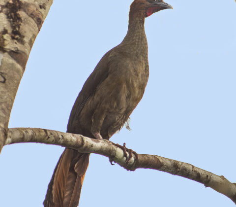 Little Chachalaca