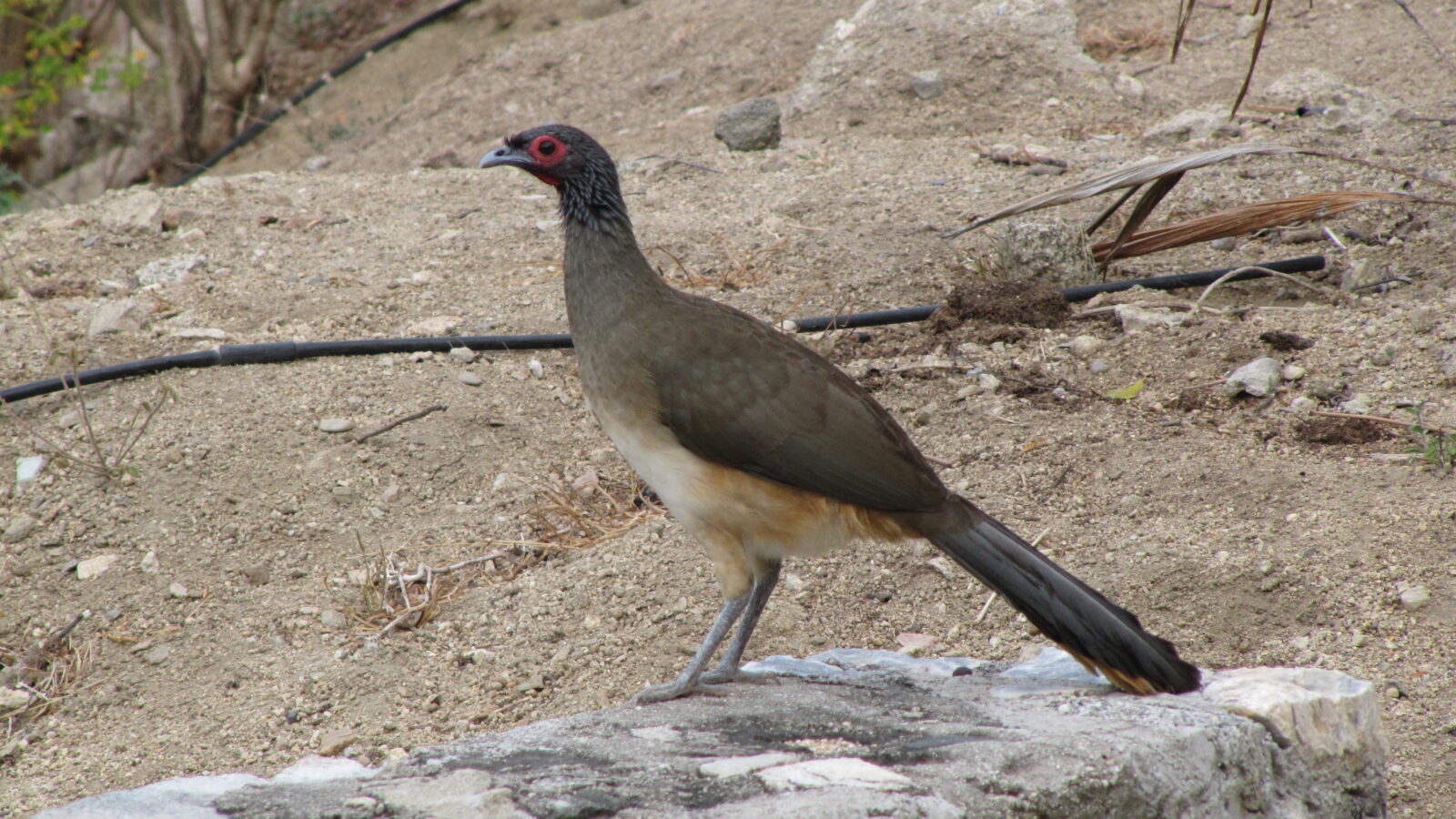 West Mexican Chachalaca