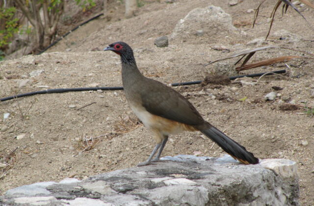 West Mexican Chachalaca