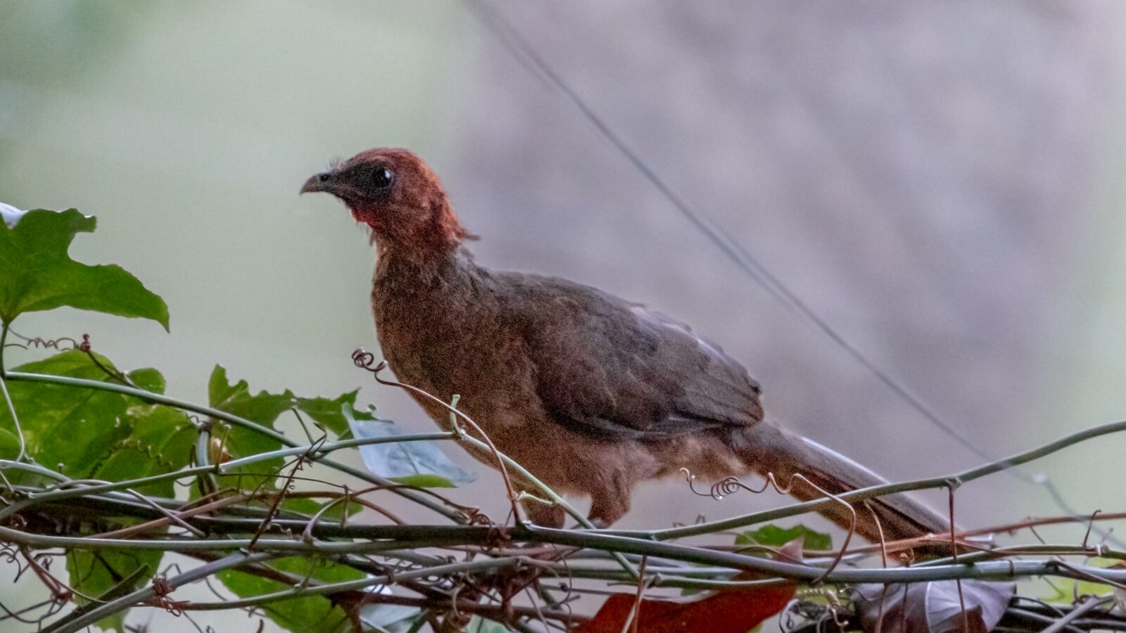Chestnut-headed Chachalaca